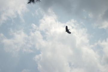 优化外贸结构 促进稳中提质——全面做好“六稳”工作、办好自己的事系列述评之外贸篇