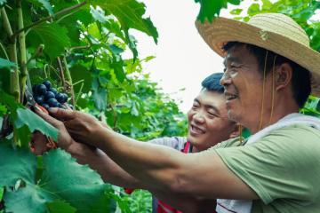 菜鸟CEO万霖：升级乡村物流，助力乡村振兴