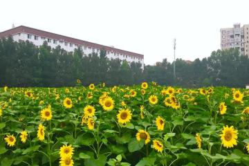 直播、医药、支付…快递公司为扩生态密集推出新业务