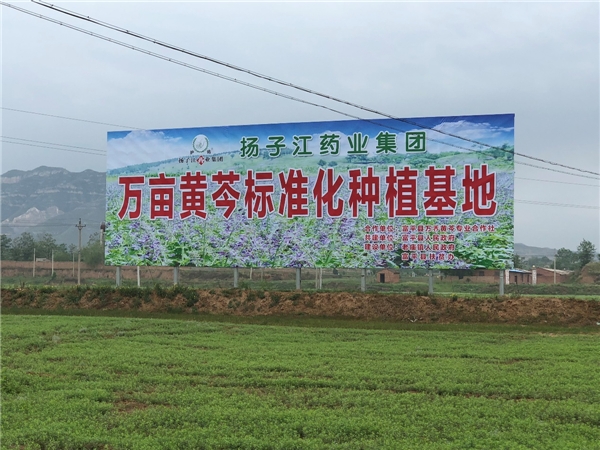 　　图:位于陕西富平县的万亩黄芩标准化种植基地